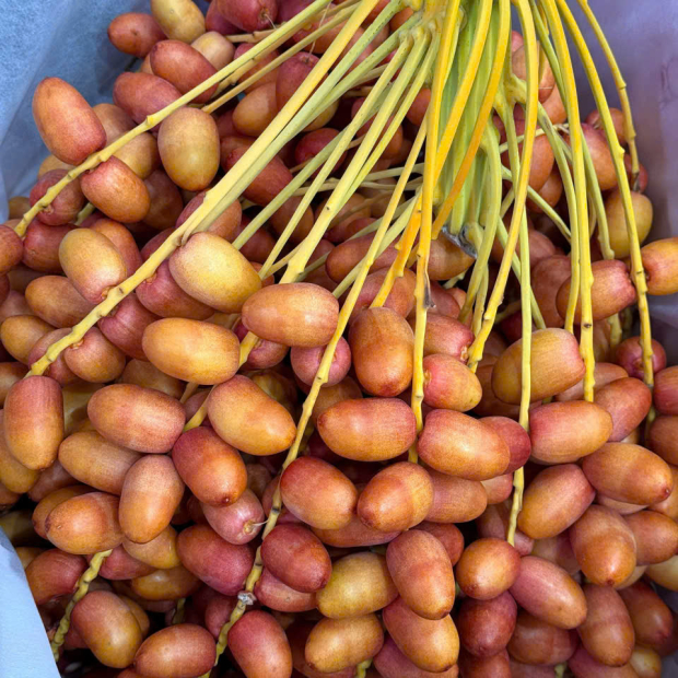 Chà là hồng nguyên buồng 220k/kg Chà là đỏ nguyên buồng 200k/kg